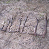 Švagrovi dnes išla karta