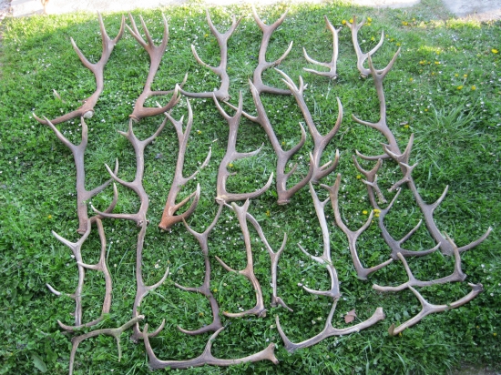 Bilancia sezóny 2014