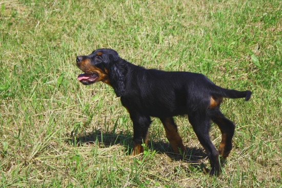 Škótska šľachta z CHS Ovashi Belalom