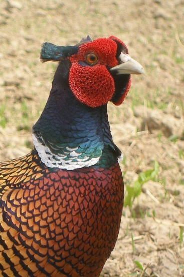 bažant profilovka :)