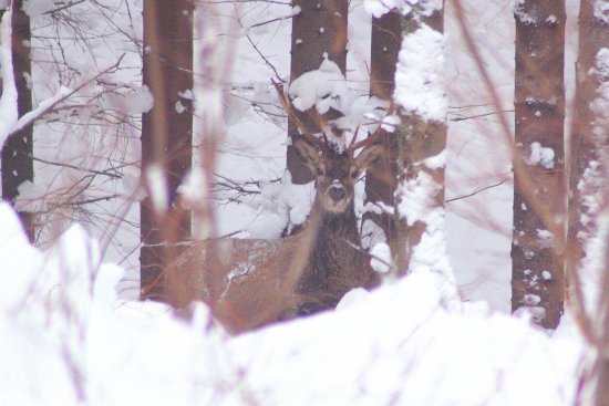 osmoráčik pod krmelcom