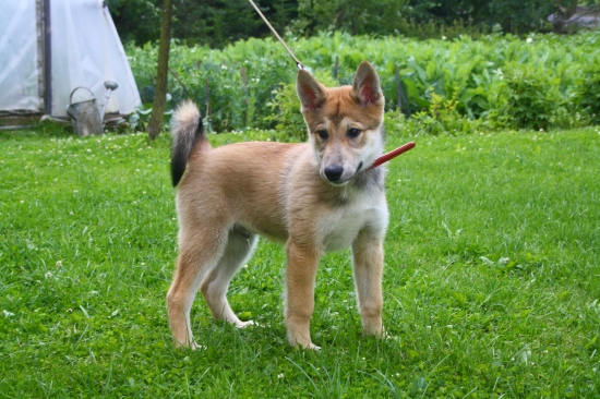 Amur u nás na návšteve