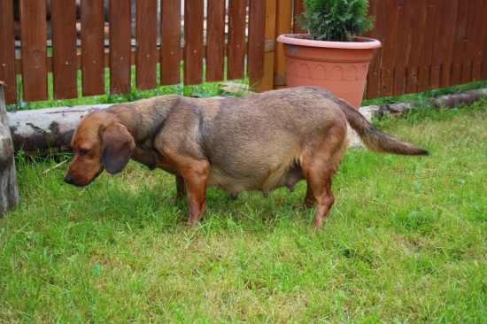 Jessi  - Borka Kostolný háj