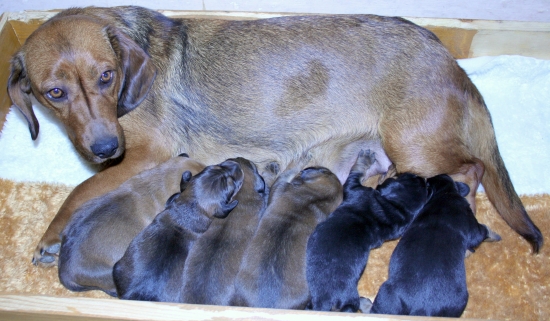 Borka Kostolný háj  a jej ratolesti