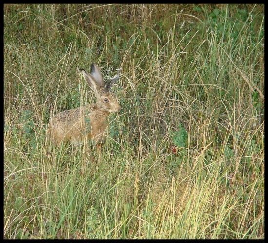 Pivoň lesní (Pivonius Sylvaticus L.)