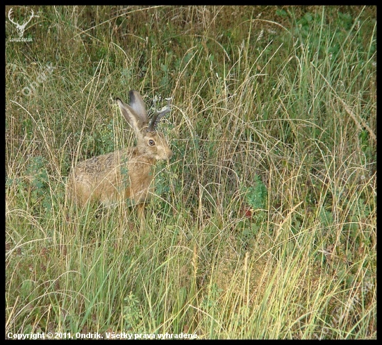 Pivoň lesní (Pivonius Sylvaticus L.)