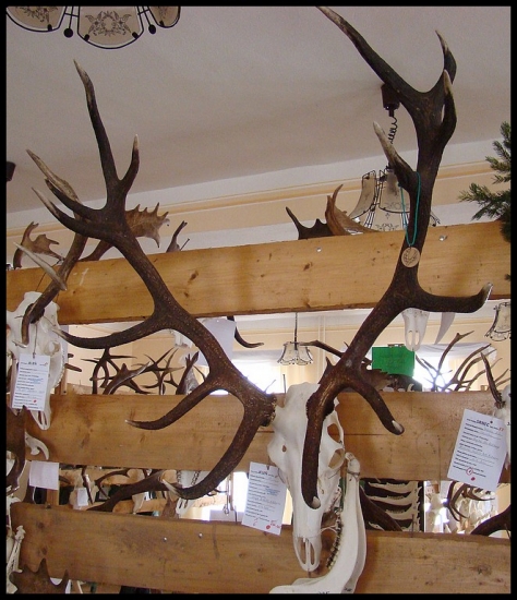 Z chovateľskej prehliadky ...červená bodka