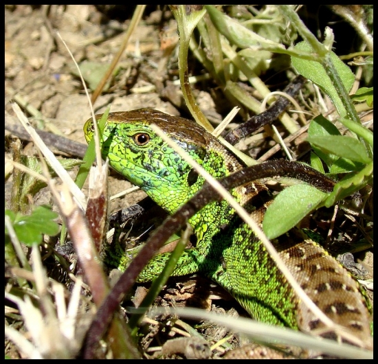 Jašterica krátkohlavá (obyčajná) stredoeurópska– Lacerta agilis agilis