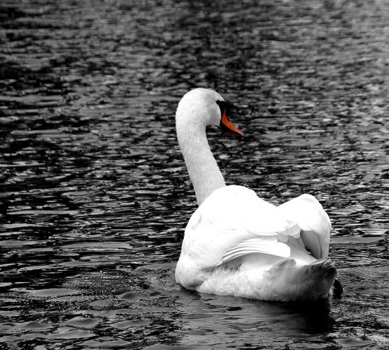 Black-White až na ten zobák :)