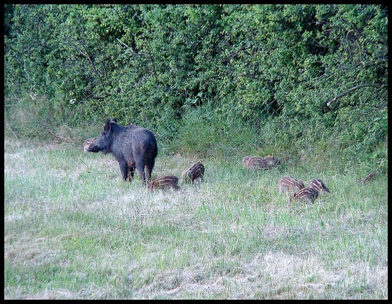 Svinka a jej prasiatka