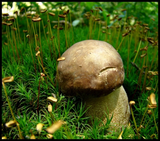 Jeden z prvých tohtoročných