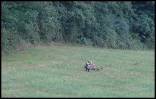 Diviačia rodinka