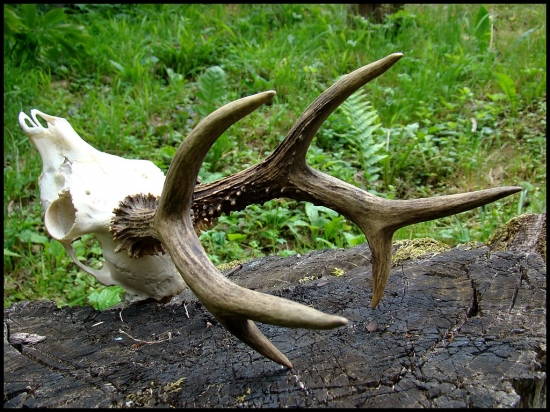 „Celkom slušný“ srnec