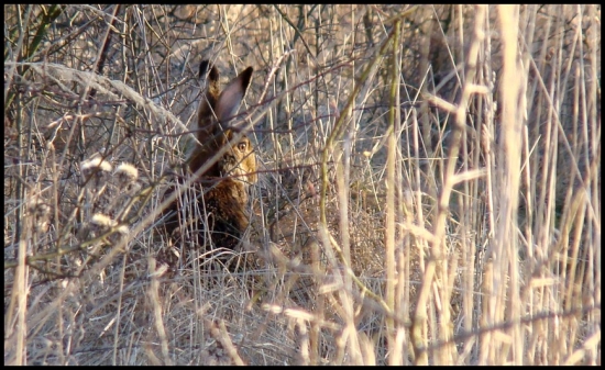 Nad čím zajac rozmýšľa?