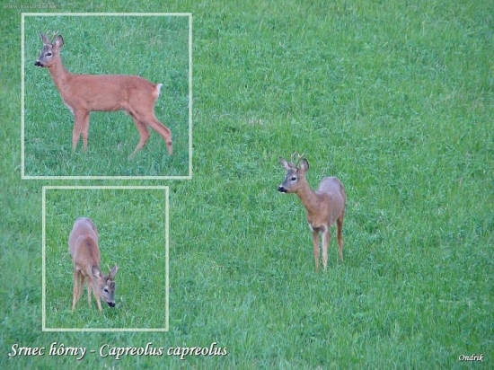 Srnec hôrny