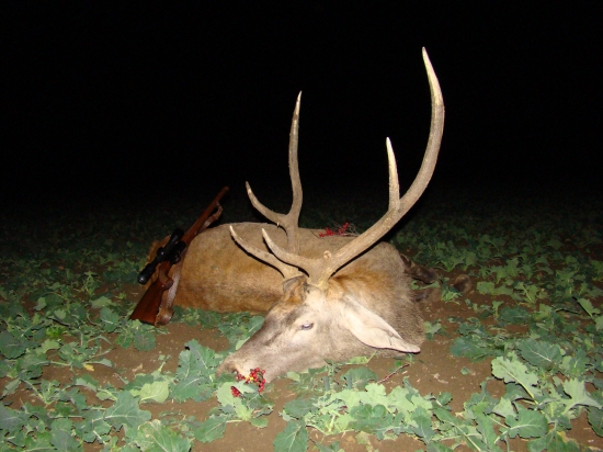 Škodník - starší pán