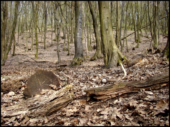 Dnešný zhod č.10/2013