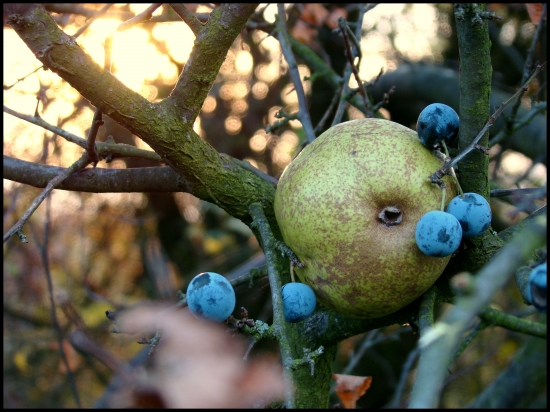 Keď Trnka Hrušku podrží