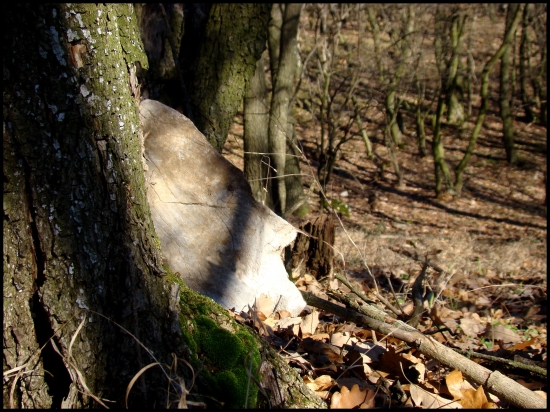 „Pod hladinou spí kameň s tvárou naveky...“