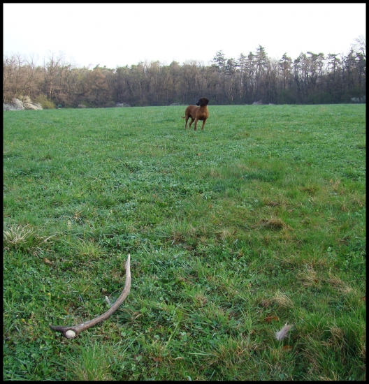 Farbiarka - Zhod - Srsť. Už len pospájať pomyselný trojuholník :)