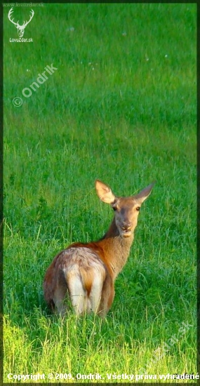 letná paša