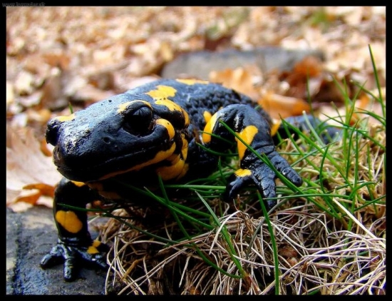 Salamandra škvrnitá (Salamandra salamandra)