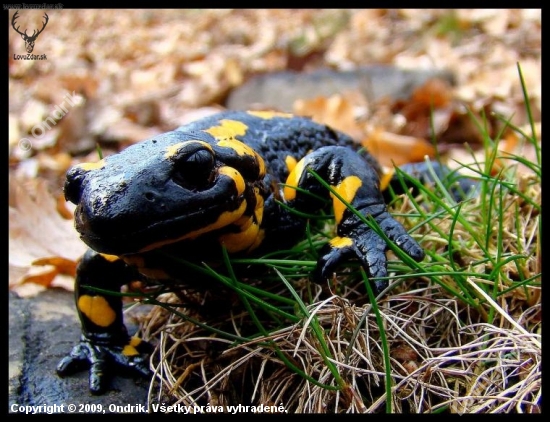 Salamandra škvrnitá (Salamandra salamandra)