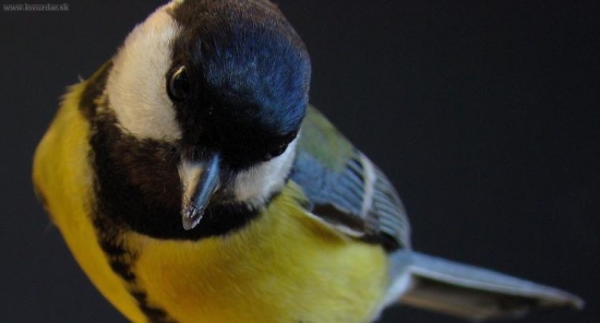 Sýkorka bielolíca (Parus major)