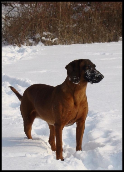 zimná kamufláž...:)