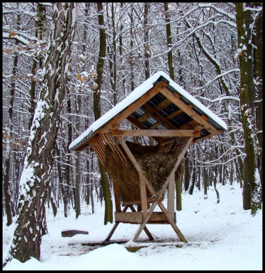 starostlivosť o zver počas zimy