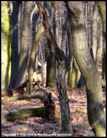 Moc stromov a málo jeleňov..:)