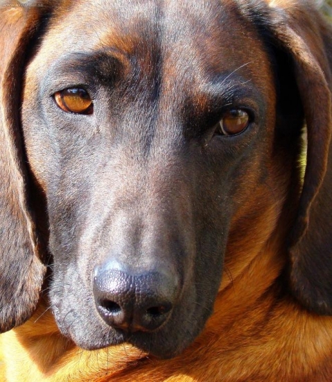 pohľad farbiarky II