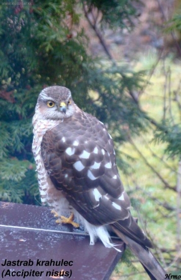 pristál na kŕmitku pre sýkorky...(fotené cez okno)