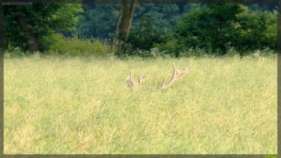 parožie ho prezradilo...