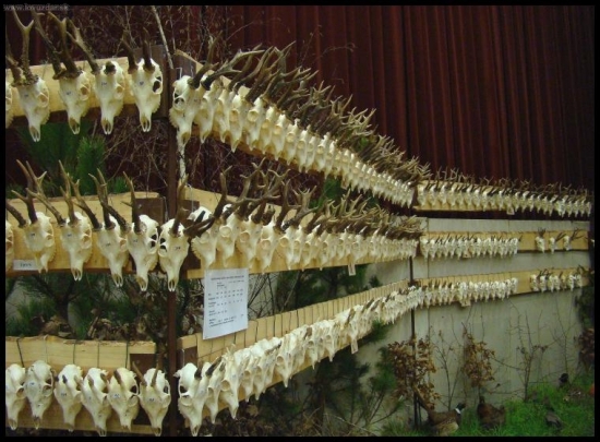 Levické poľovnícke dni 2010