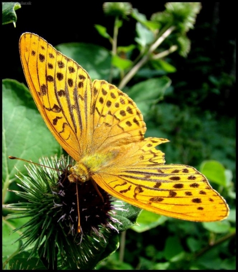 Perlovec striebristopásavý