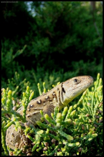 Jašterica obyčajná (Lacerta agilis)