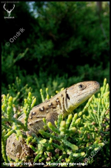 Jašterica obyčajná (Lacerta agilis)