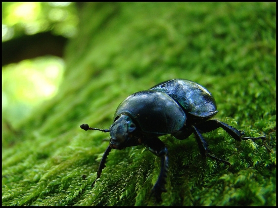 Teraz je v móde tmavo-modrá...