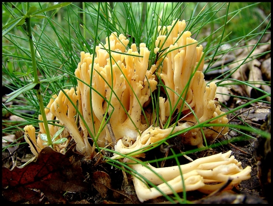 Strapačka zlatožltá (Ramaria aurea)