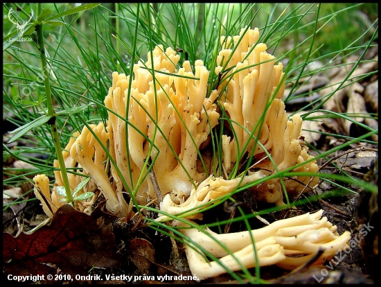 Strapačka zlatožltá (Ramaria aurea)