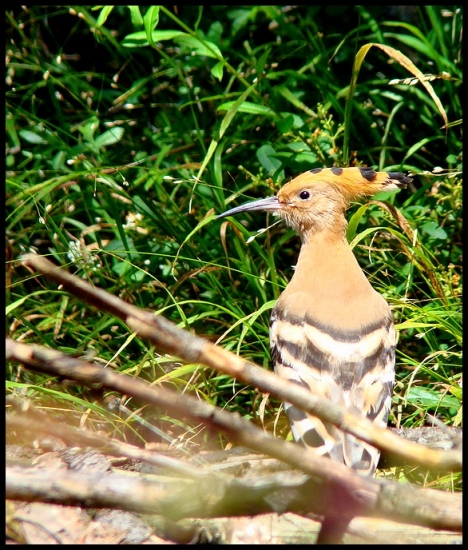 Dudok Chochlatý (Upupa epops)