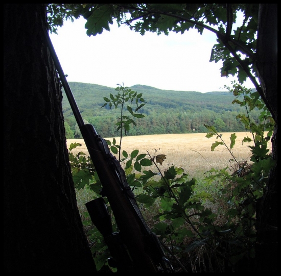 čakanie na srnca...