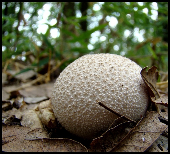 Rozpadavec dlabaný (Lycoperdon utriforme Bull.)