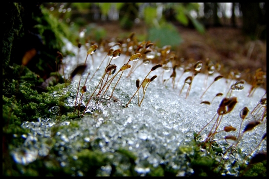 Prvé zimné vizitky
