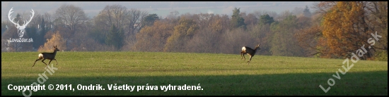 Srnčia