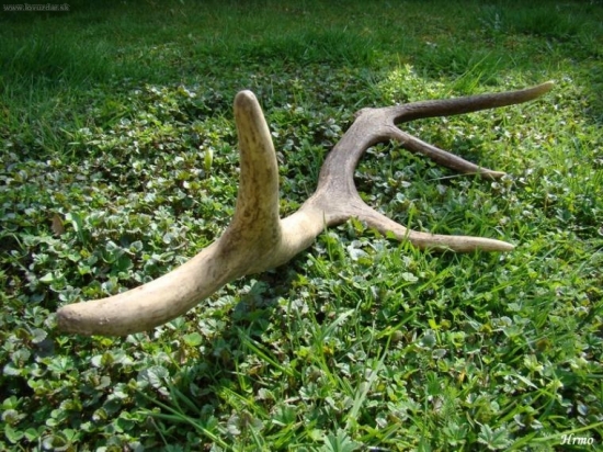 dnes nájdený 10toráčik