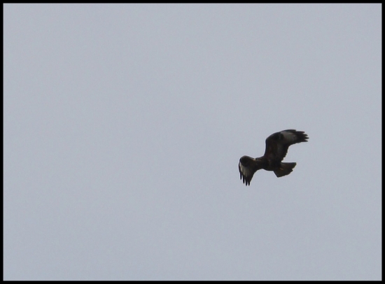 Čo je to za dravca?