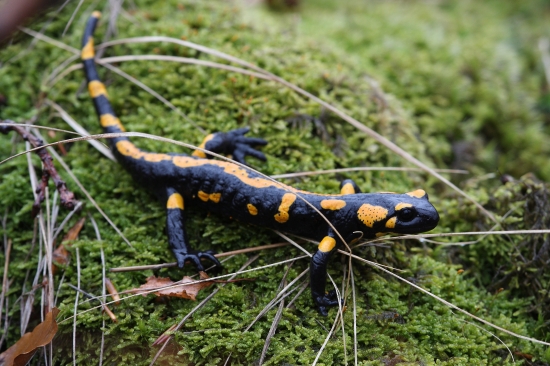 salamandra