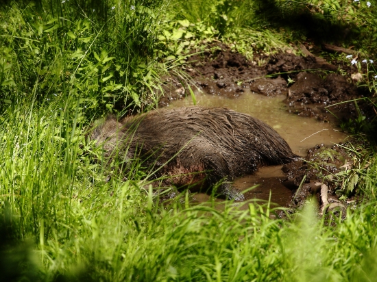 ťažky život diviaka